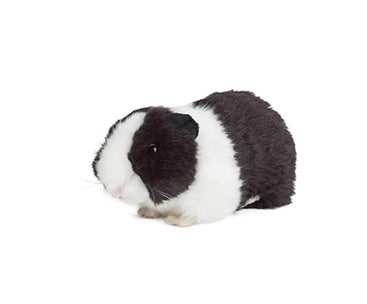 Black Guinea Pig with Sound