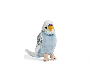 Blue Budgerigar with Sound