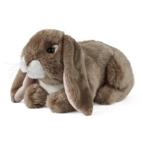 Brown Lop Eared Rabbit