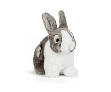 Grey Pet Rabbit